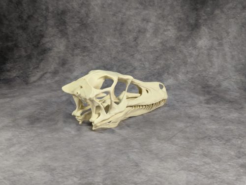 Velociraptor koponya állványhoz