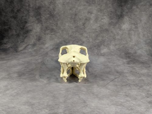 Velociraptor koponya állványhoz