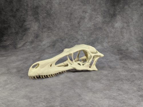 Velociraptor koponya állványhoz