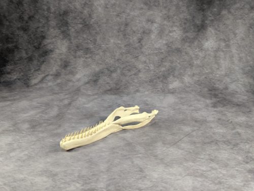 Velociraptor koponya állványhoz