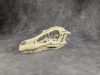 Velociraptor koponya