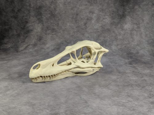 Velociraptor koponya