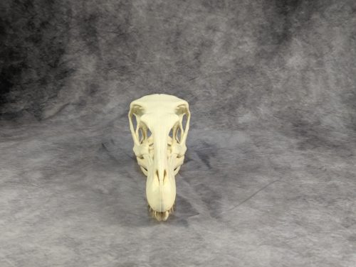 Velociraptor koponya