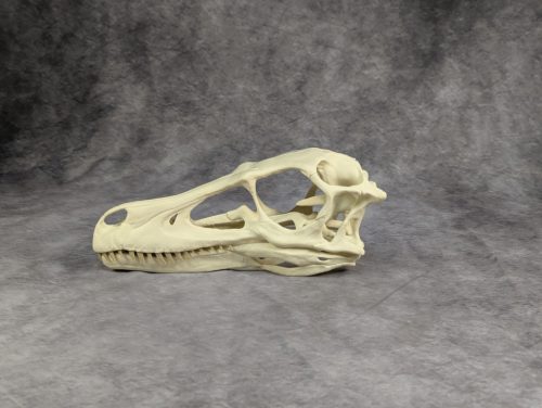 Velociraptor koponya