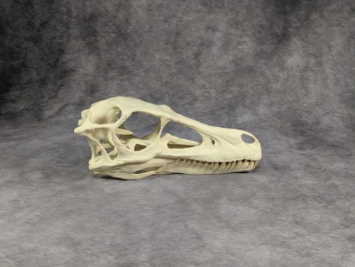 Velociraptor koponya