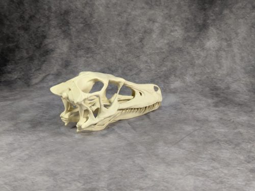 Velociraptor koponya