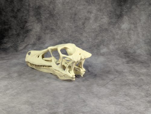 Velociraptor koponya