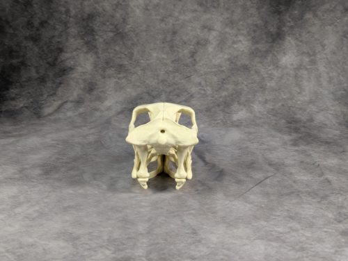 Velociraptor koponya