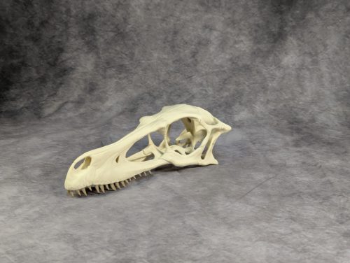 Velociraptor koponya