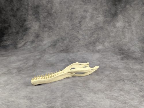 Velociraptor koponya