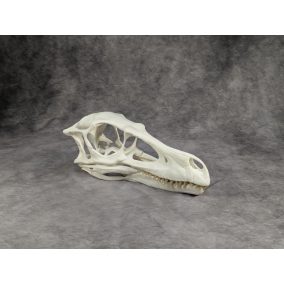 Velociraptor koponya