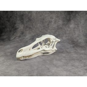 Velociraptor koponya állványhoz