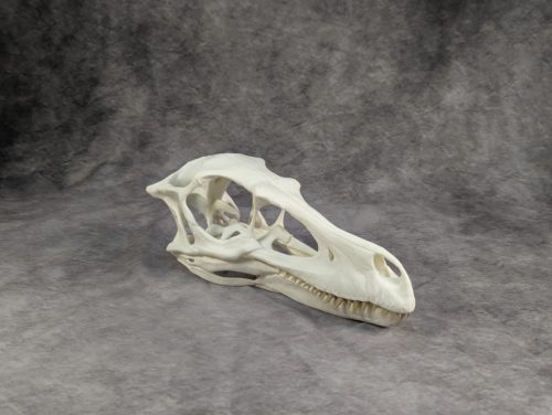 Velociraptor koponya állványhoz