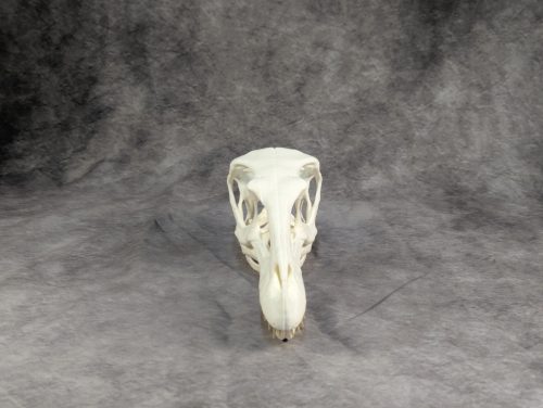 Velociraptor koponya állványhoz