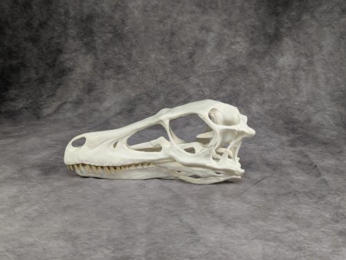 Velociraptor koponya állványhoz