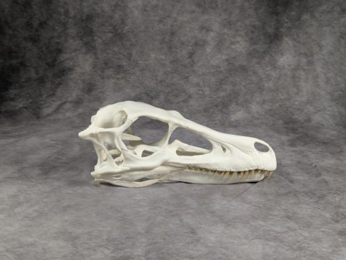 Velociraptor koponya állványhoz
