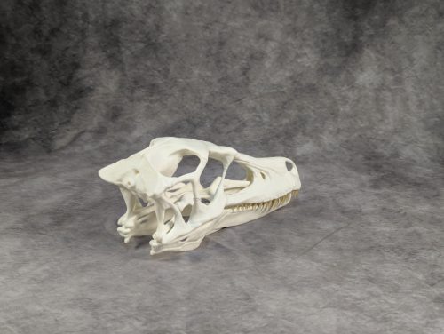 Velociraptor koponya állványhoz