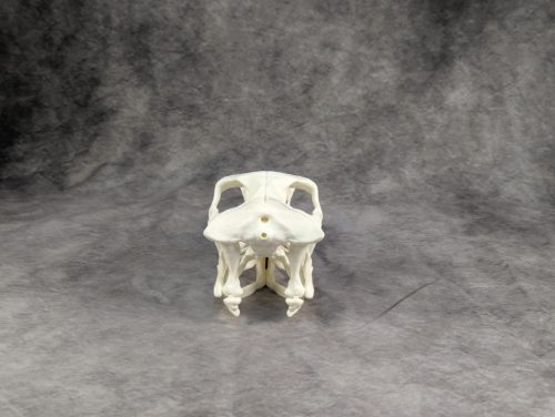 Velociraptor koponya állványhoz