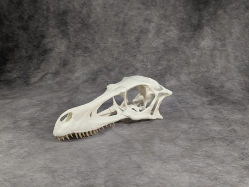 Velociraptor koponya állványhoz