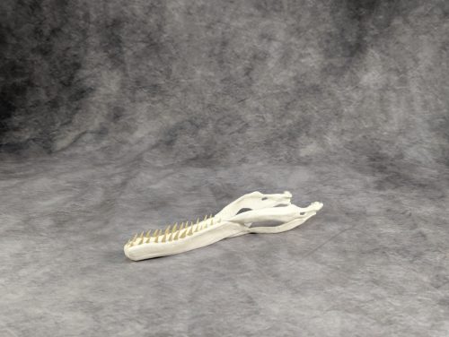 Velociraptor koponya állványhoz