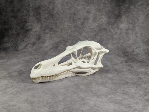 Velociraptor koponya