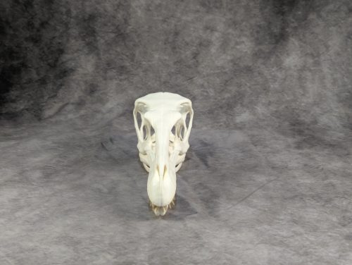 Velociraptor koponya