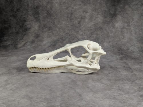 Velociraptor koponya