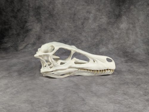 Velociraptor koponya