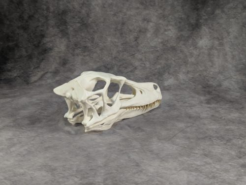 Velociraptor koponya