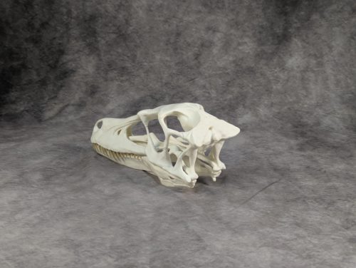 Velociraptor koponya