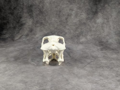 Velociraptor koponya