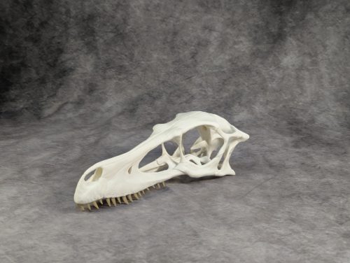 Velociraptor koponya