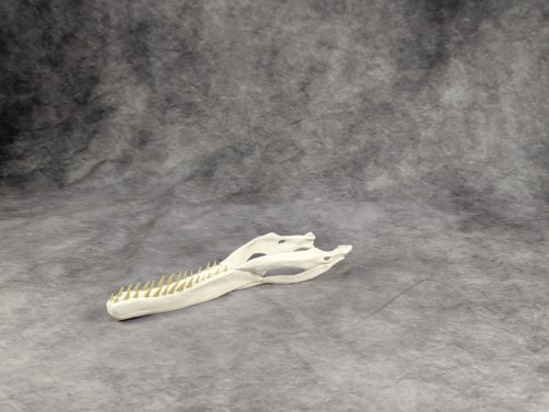 Velociraptor koponya