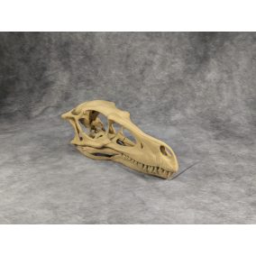 Velociraptor koponya