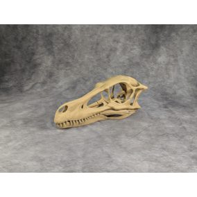 Velociraptor koponya állványhoz