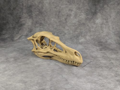 Velociraptor koponya állványhoz