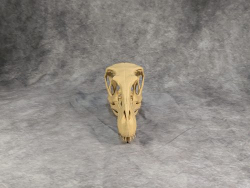 Velociraptor koponya állványhoz