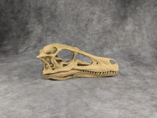 Velociraptor koponya állványhoz