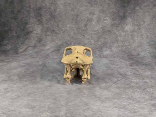 Velociraptor koponya állványhoz