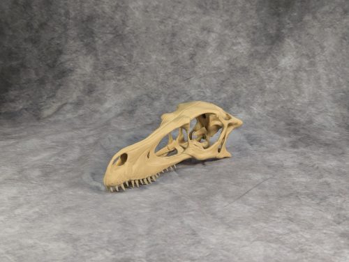 Velociraptor koponya állványhoz