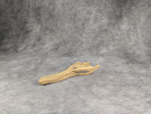 Velociraptor koponya állványhoz