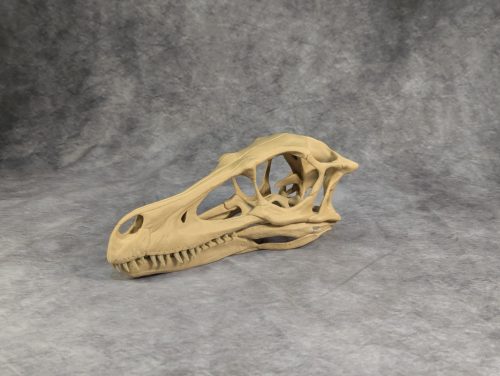 Velociraptor koponya