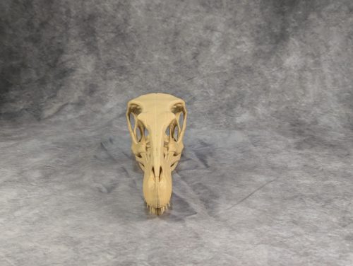 Velociraptor koponya