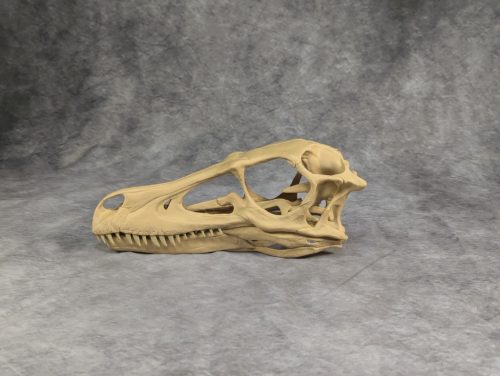 Velociraptor koponya