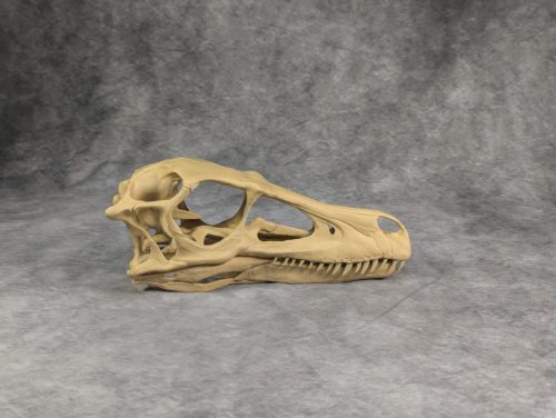 Velociraptor koponya