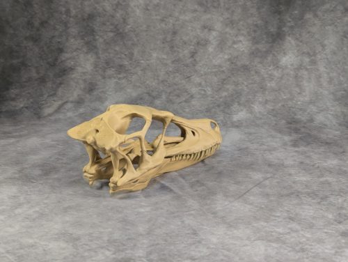 Velociraptor koponya