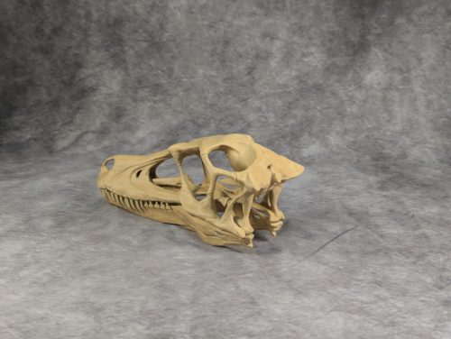 Velociraptor koponya