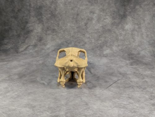 Velociraptor koponya