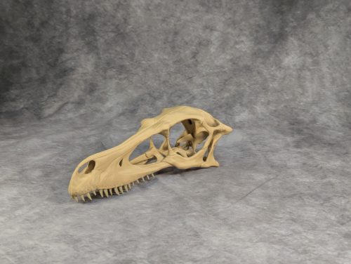 Velociraptor koponya