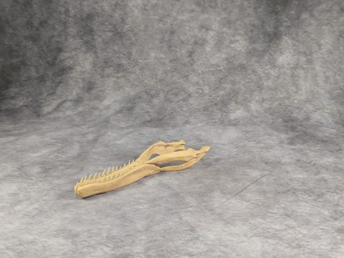 Velociraptor koponya